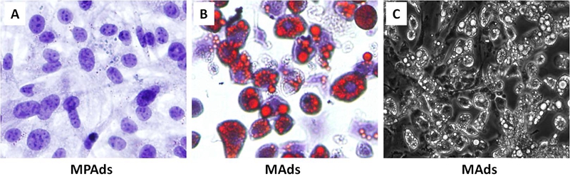 Mouse preadipocytes and adipocytes